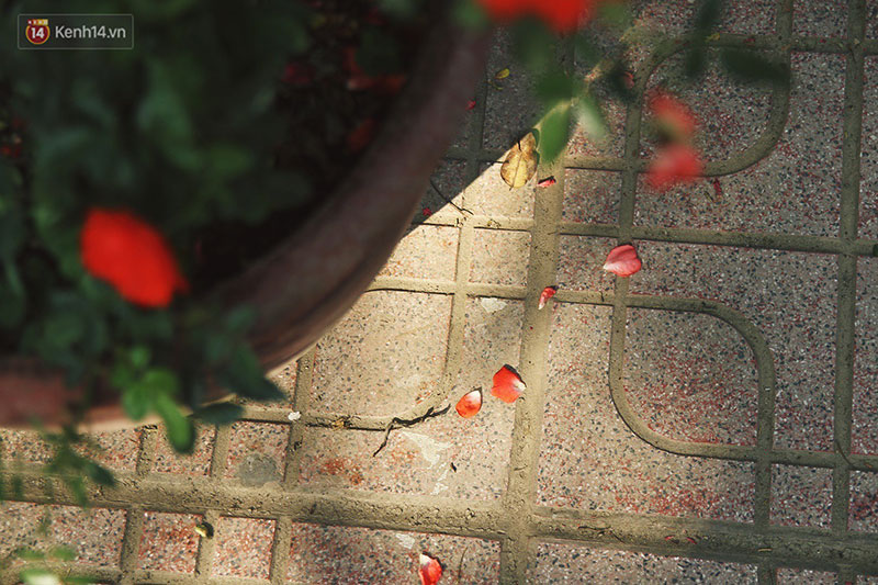 Hình ảnh xấu xí tại lễ hội hoa hồng Bulgaria: Người dân trèo rào, kéo hoa bất chấp để chụp ảnh